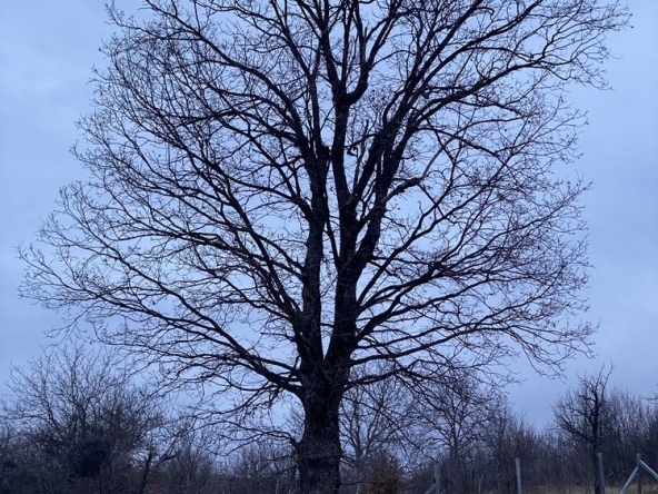 Парцел в Плачковци - 1581 кв.м за 10 €/кв.м - Снимка #1