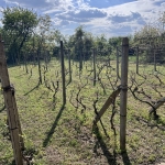 Къща в Разград, Абритус - 600 кв.м за 64 €/кв.м - Снимка #1