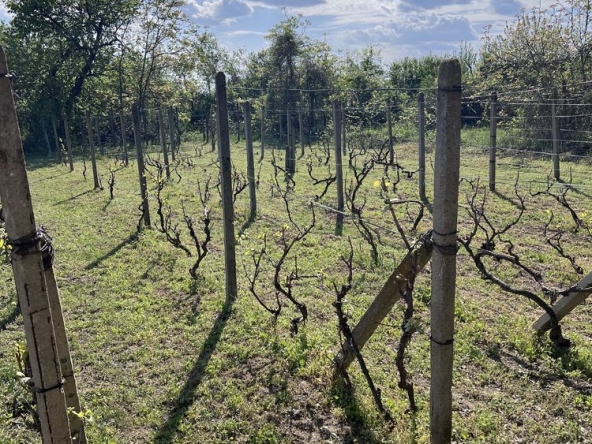 Къща в Разград, Абритус - 600 кв.м за 64 €/кв.м - Снимка #1