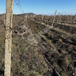 Парцел в Поморие - 8000 кв.м за 2 €/кв.м - Снимка #1