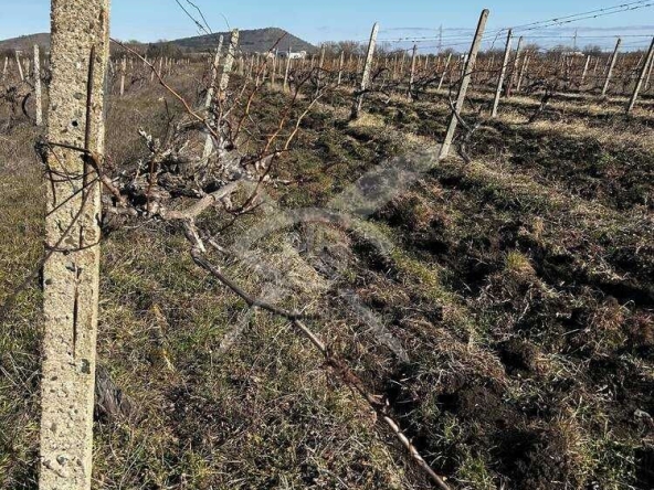 Парцел в Поморие - 8000 кв.м за 2 €/кв.м - Снимка #1