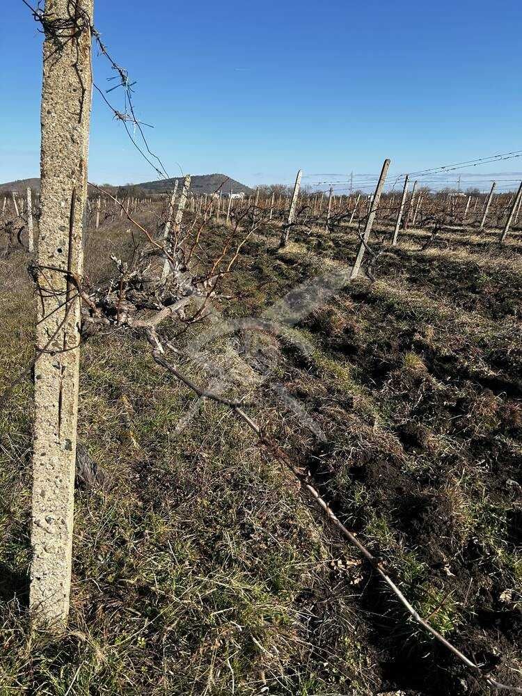 Парцел в Поморие - 8000 кв.м за 2 €/кв.м - Снимка #1