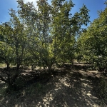 Земеделски имот в с. Цалапица, Област Пловдив -  кв.м за 1530 €/дка - Снимка #1