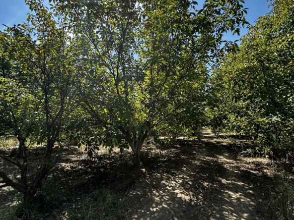 Земеделски имот в с. Цалапица, Област Пловдив -  кв.м за 1530 €/дка - Снимка #1