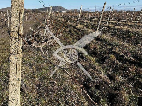 Земеделски имот в Каблешково -  кв.м за 3443 €/дка - Снимка #1