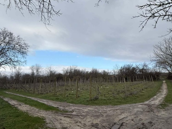 Парцел в с. Страшимирово, Област Варна - 1000 кв.м за 18 €/кв.м - Снимка #1