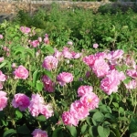 Парцел в Карлово - 10000 кв.м за 3 €/кв.м - Снимка #1