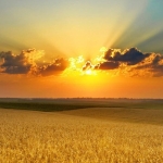 Земеделски имот в Хасково, Дружба 1 -  кв.м за 4 €/дка - Снимка #1