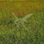 Парцел в с. Труд, Област Пловдив - 2640 кв.м за 53 €/кв.м - Снимка #1