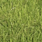 Парцел в Перник, Църква - 500 кв.м за 102 €/кв.м - Снимка #1