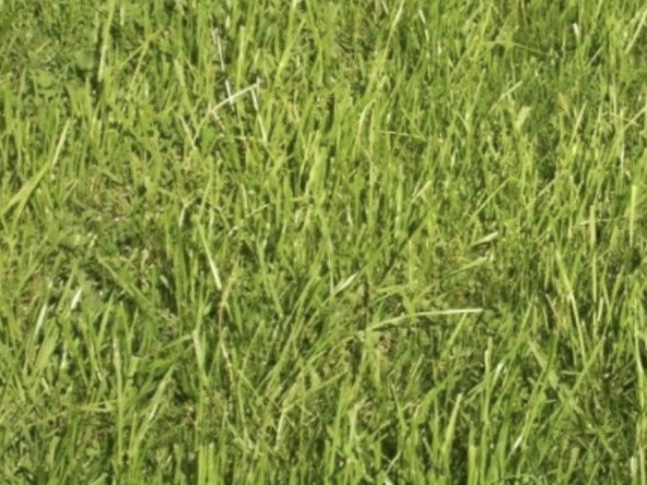 Парцел в Перник, Църква - 500 кв.м за 102 €/кв.м - Снимка #1