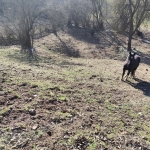 Парцел в с. Бачево, Област Благоевград - 700 кв.м за 22 €/кв.м - Снимка #1