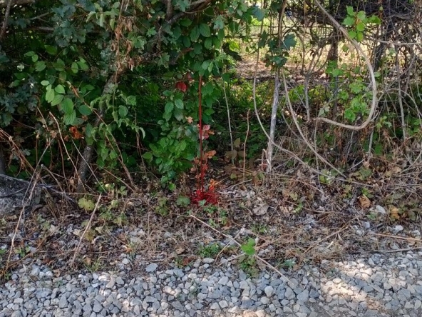 Парцел в Враца, Студентски град - 2000 кв.м за 6 €/кв.м - Снимка #1