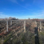 Парцел в с. Белащица, Област Пловдив - 5000 кв.м за 19 €/кв.м - Снимка #1