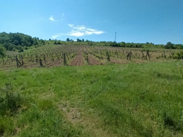 Земеделски имот в с. Стамболово, Област Хасково -  кв.м за 2125 €/дка - Снимка #1