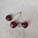 Земеделски имот в с. Селиминово, Област Сливен -  кв.м за 712 €/дка - Снимка #1