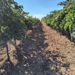 Земеделски имот в с. Българин, Област Хасково -  кв.м за 73 €/дка - Снимка #1