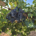 Земеделски имот в Любимец -  кв.м за 51 €/дка - Снимка #1