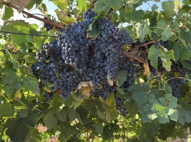 Земеделски имот в Любимец -  кв.м за 51 €/дка - Снимка #1