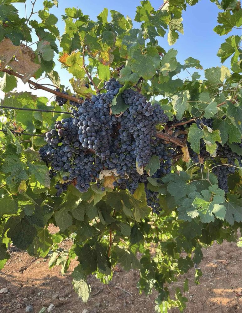 Земеделски имот в Любимец -  кв.м за 51 €/дка - Снимка #1