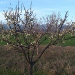 Земеделски имот в с. Овощник, Област Стара Загора -  кв.м за 3425 €/дка - Снимка #1