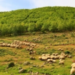 Земеделски имот в Харманли -  кв.м за 370 €/дка - Снимка #1