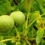 Земеделски имот в Шумен, Болницата -  кв.м за 4 €/дка - Снимка #1