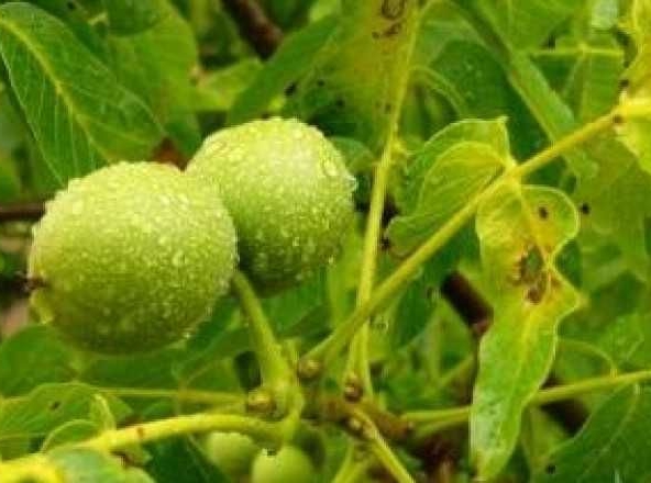 Земеделски имот в Шумен, Болницата -  кв.м за 4 €/дка - Снимка #1