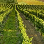 Парцел в Варна, Автогара - 18000 кв.м за 3 €/кв.м - Снимка #1