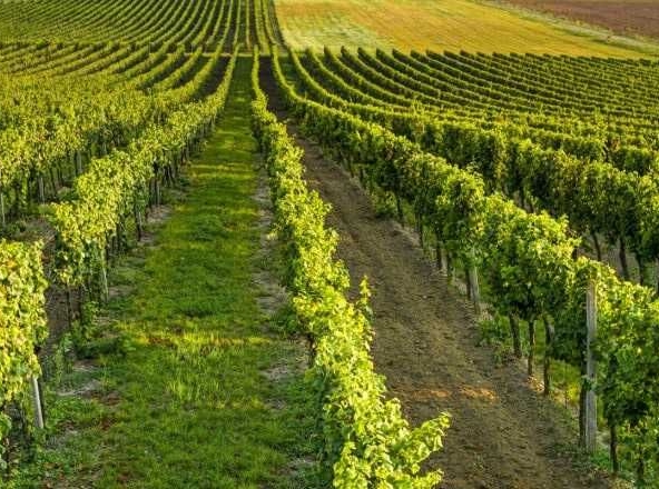 Парцел в Варна, Автогара - 18000 кв.м за 3 €/кв.м - Снимка #1