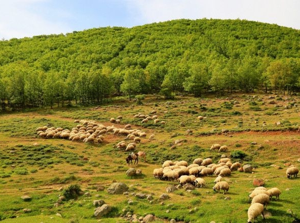 Земеделски имот в с. Овчарово, Област Хасково -  кв.м за 153 €/дка - Снимка #1