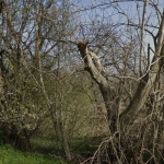 Парцел в с. Полковник Ламбриново, Област Силистра - 1107 кв.м за 11 €/кв.м - Снимка #1