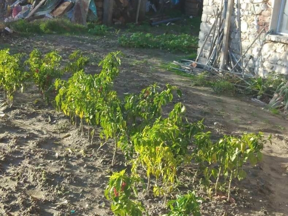 Къща в с. Илинденци, Област Благоевград - 540 кв.м за 94 €/кв.м - Снимка #1