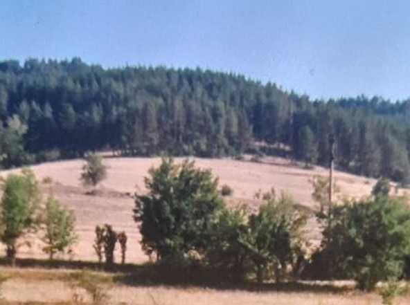 Парцел в Велинград - 10000 кв.м за 14 €/кв.м - Снимка #1