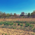 Парцел в Силистра, Север - 1278 кв.м за 12 €/кв.м - Снимка #1