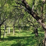 Земеделски имот в с. Гложене, Област Ловеч -  кв.м за 3400 €/дка - Снимка #1