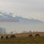 Парцел в с. Годлево, Област Благоевград - 9600 кв.м за 19 €/кв.м - Снимка #1