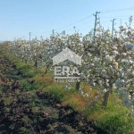 Парцел в Ахелой - 4000 кв.м за 11 €/кв.м - Снимка #1