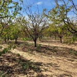 Парцел в с. Колена, Област Стара Загора - 15000 кв.м за 3 €/кв.м - Снимка #1