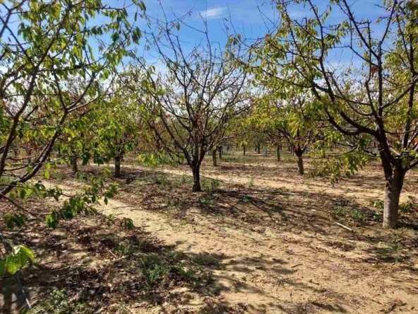 Парцел в с. Колена, Област Стара Загора - 15000 кв.м за 3 €/кв.м - Снимка #1