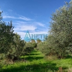 Парцел в София, Гео Милев - 2000 кв.м за 8 €/кв.м - Снимка #1