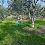 Парцел в София, Гео Милев - 1437 кв.м за 9 €/кв.м - Снимка #1