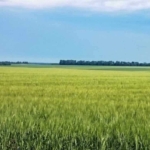 Земеделски имот в Варна, Владислав Варненчик -  кв.м за 2550 €/дка - Снимка #1