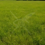 Парцел в с. Царацово, Област Пловдив - 3500 кв.м за 22 €/кв.м - Снимка #1