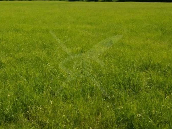 Парцел в с. Царацово, Област Пловдив - 3500 кв.м за 22 €/кв.м - Снимка #1