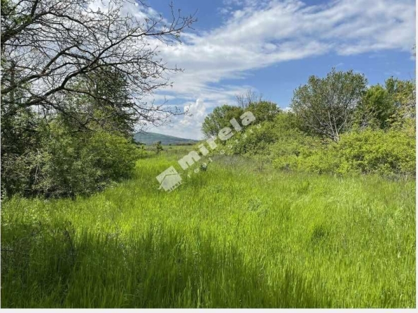 Парцел в Велико Търново, Акация - 1950 кв.м за 6 €/кв.м - Снимка #1