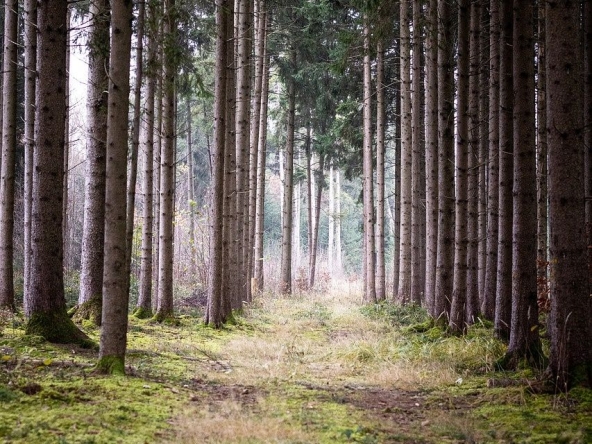 Земеделски имот в Кюстендил, Ильо войвода -  кв.м за 425 €/дка - Снимка #1