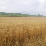 Парцел в Варна, Чаталджа - 5012 кв.м за 5 €/кв.м - Снимка #1