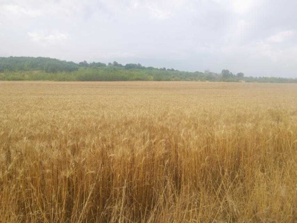 Парцел в Варна, Чаталджа - 5012 кв.м за 5 €/кв.м - Снимка #1