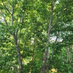 Дава се под наем Четиристаен апартамент в Казанлък - 120 кв.м за 346.8 € - Снимка #1